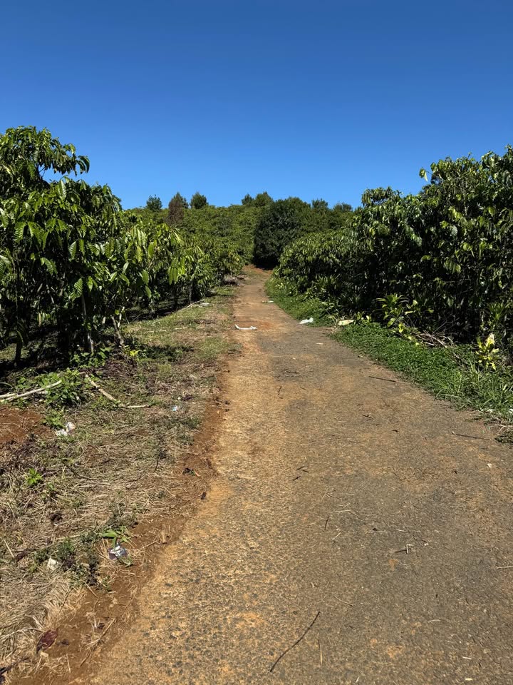 Bán Gấp Đất Vườn 1.1ha Trồng Cà Phê, Sầu Riêng, Mắc Ca - Lộc Nga, Bảo Lộc