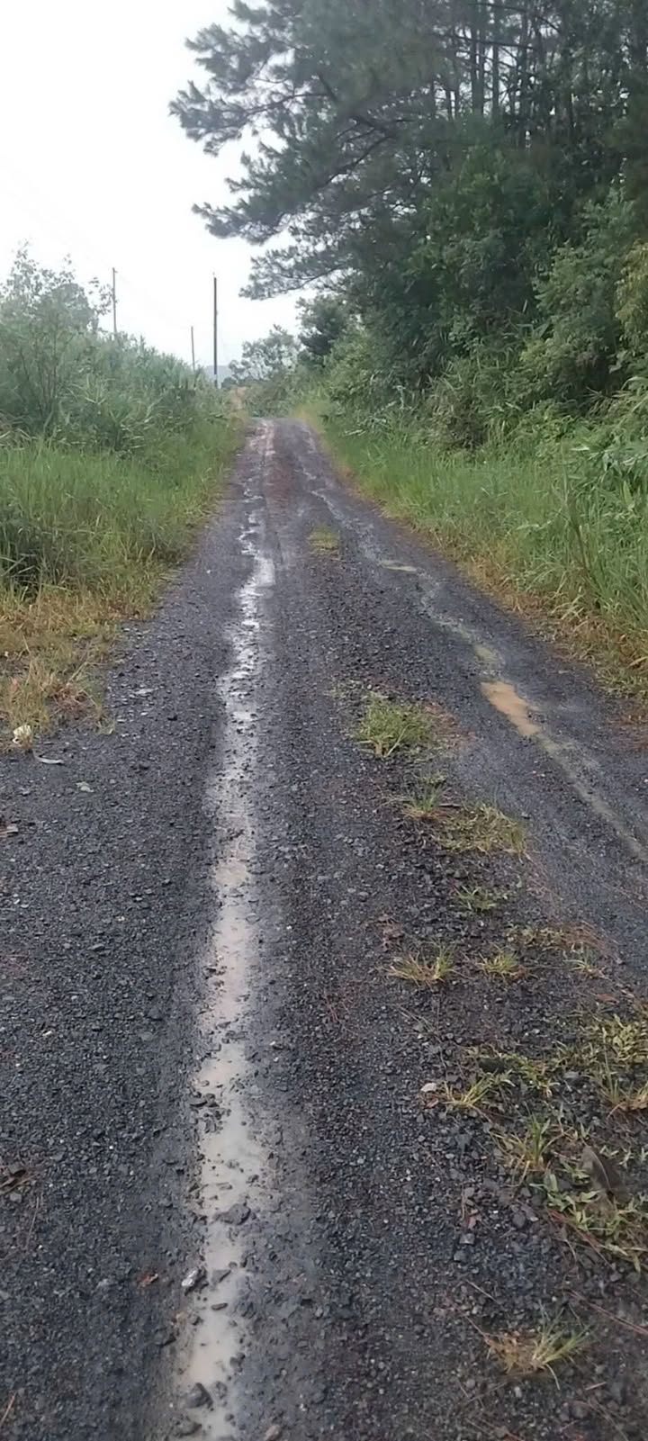 Đất Farm Lộc Châu, Bảo Lộc 1584m² - View Đẹp, Sẵn Sổ Hồng