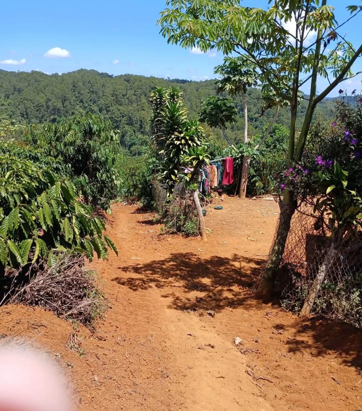 Bán Đất Vườn Lâm Đồng 2232m² Có Nhà Cấp 4 - Giá 1.6 Tỷ