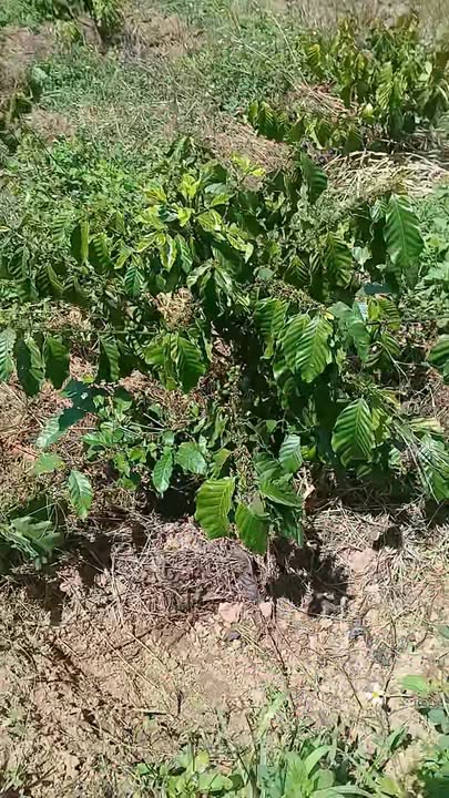 Bán Đất Vườn 2160m² Lộc An, Lâm Hà - Giá 1.15 Tỷ, Sẵn Điện Nước