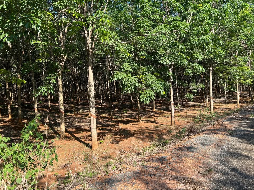 Bán Gấp 2.3ha Cao Su Đang Khai Thác, Mặt Tiền Nhựa 9m Gần Đồng Xoài