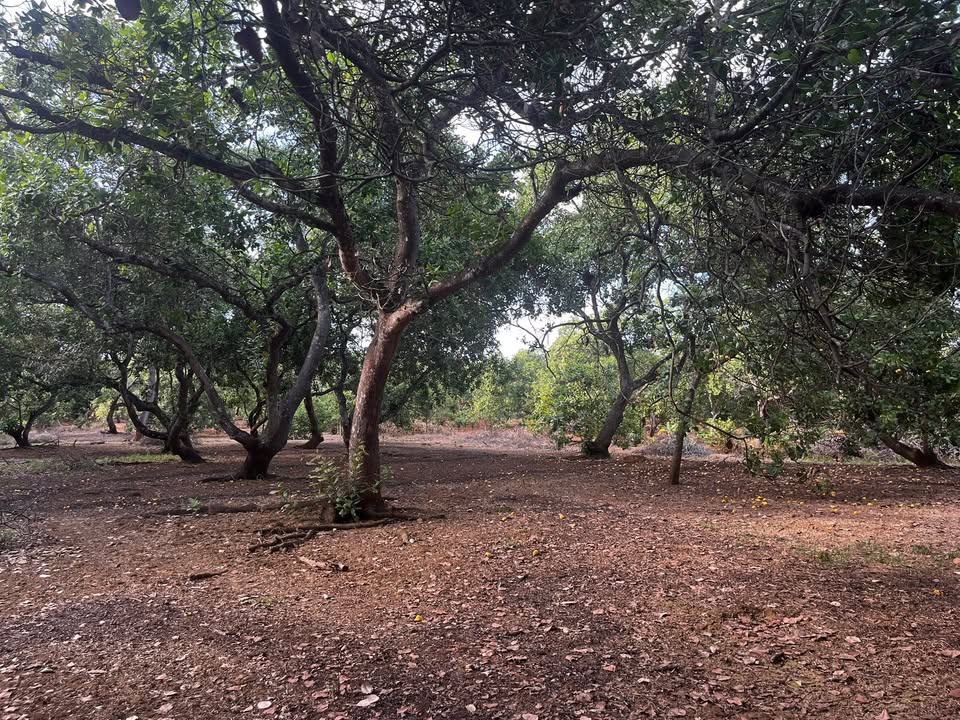 Bán Gấp Đất Vườn 20.000m² Mặt Tiền Nhựa Lớn, Bình Phước - Giá 4 Tỷ