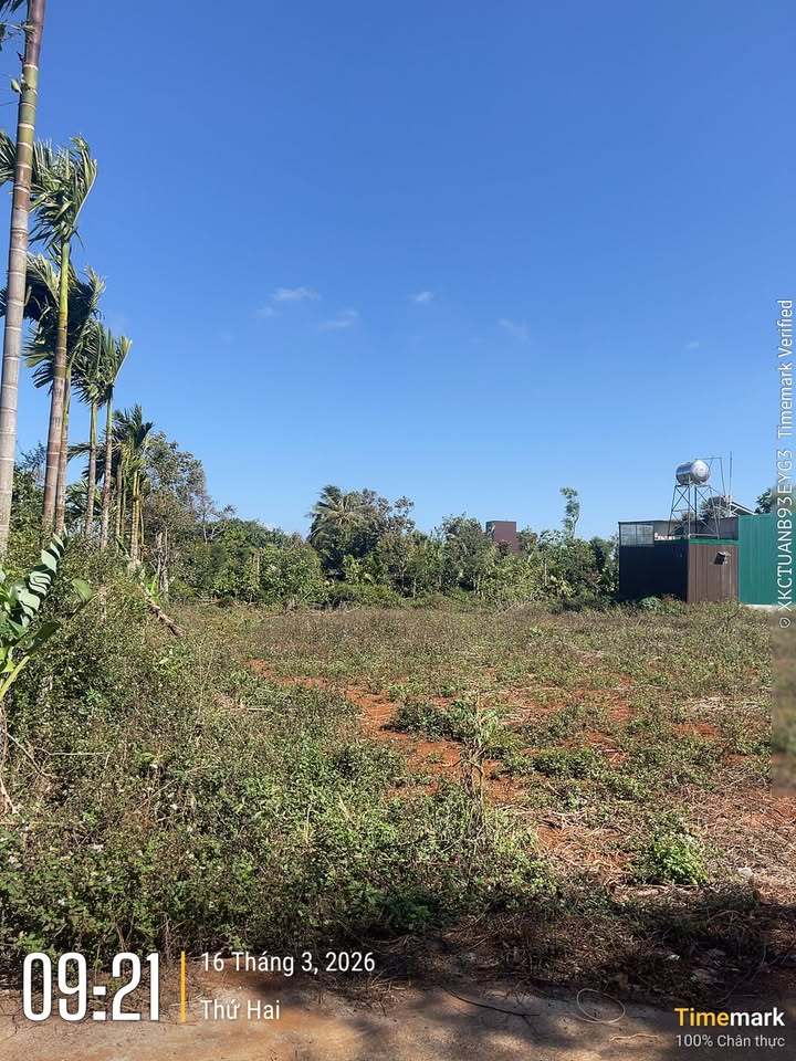 Đất Nền Ea H'Leo, Đắk Lắk - 1250m² Thổ Cư, Sẵn Sàng Xây Nhà Vườn, Giá 2.65 Tỷ