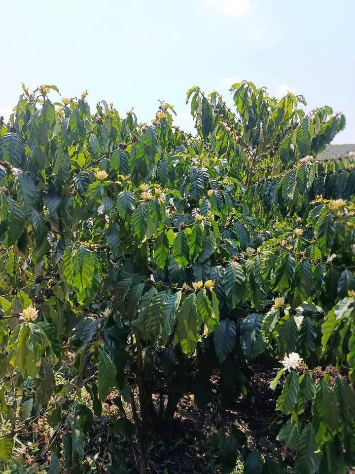 Đất Vườn Cafe Lộc Phú, Bảo Lâm 7.3 Sào - Giá Đầu Tư 3.2 Tỷ