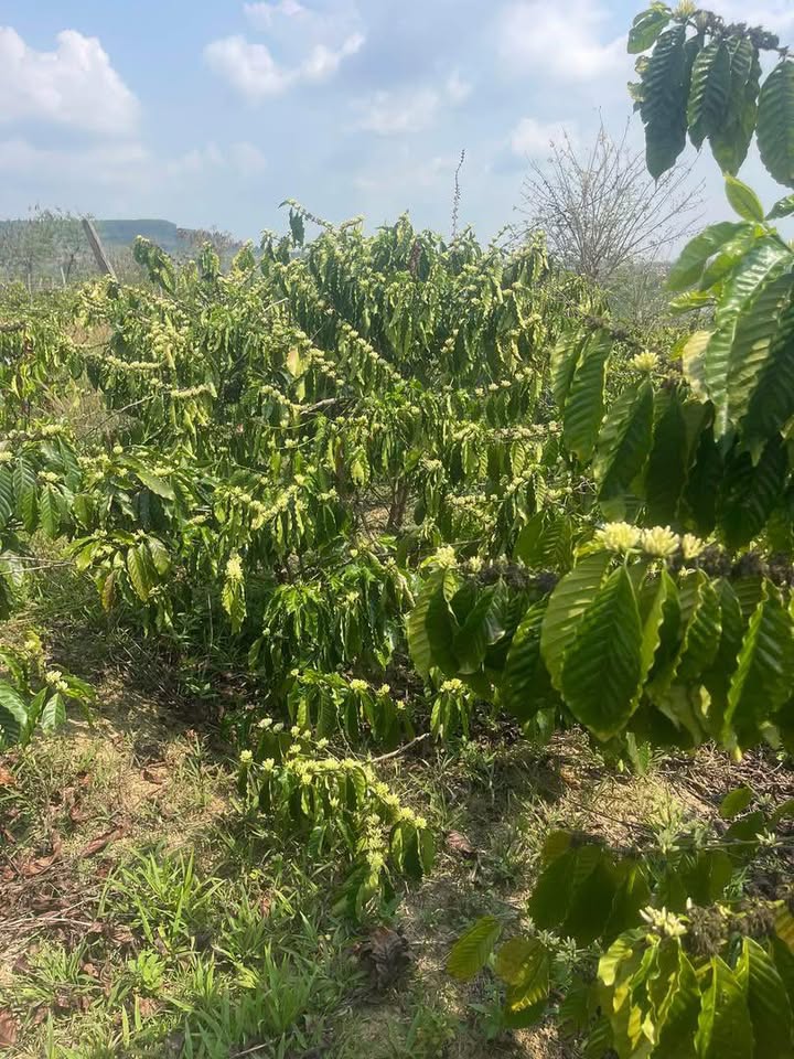 Bán Rẫy 1.1ha Đắk Mil - Cà Phê Trĩu Quả, Sẵn Sàng Khai Thác