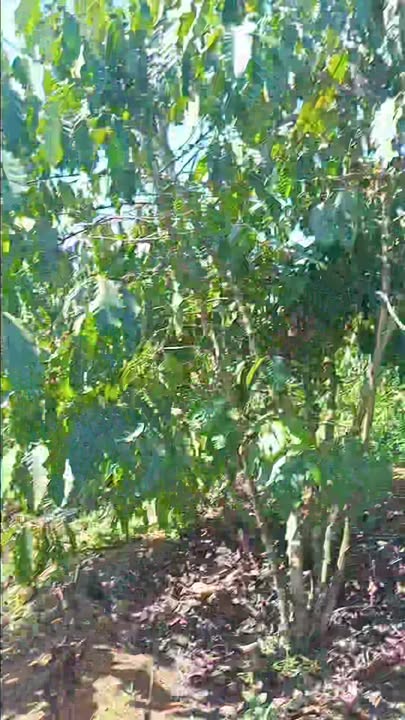 Bán đất 9 sào Đắk Plao, Đắk Nông - Sổ đỏ chính chủ, ô tô tận nơi