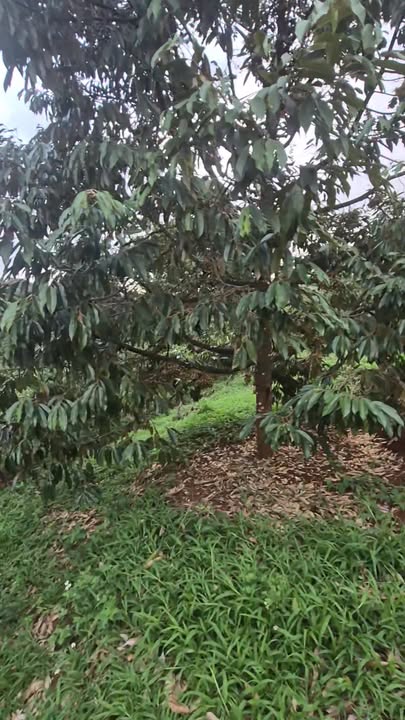 Đất Farm 5264m² view suối lớn Đắk Nông - Giá 1.2 tỷ, thu nhập ổn định