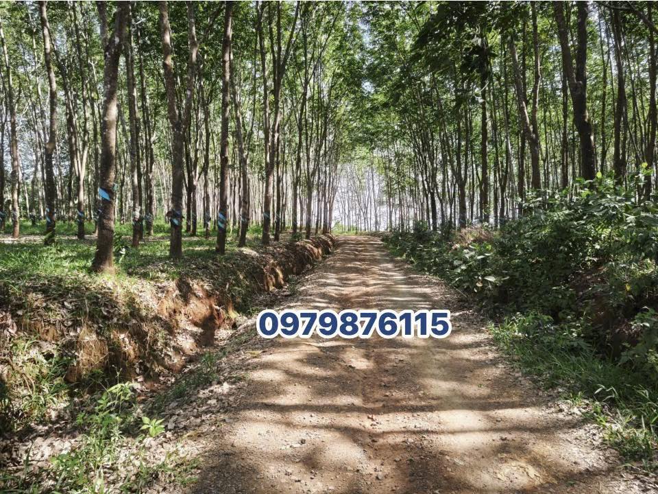 Bán Gấp 8ha Đất Cao Su Đắk Nông - Giá 1.75 Tỷ/ha, Mặt Tiền Rộng