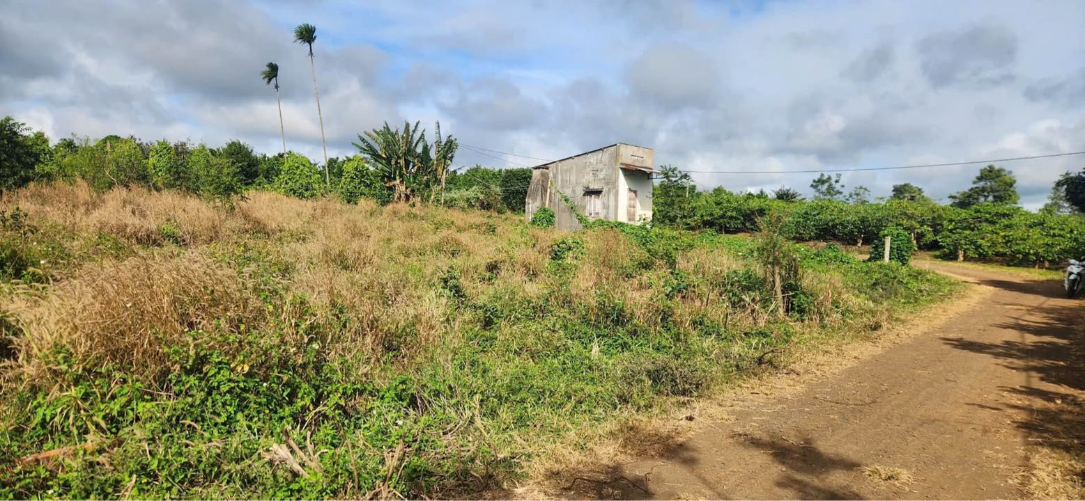 Đất Vườn Đẹp 600m² Phường Tân Lập, Buôn Ma Thuột - Giá F0 550 Triệu