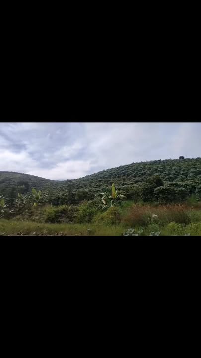 Bán 1.6ha Đất Vườn Xã RTeng, Lâm Hà - Sổ Đỏ Riêng, View Đẹp