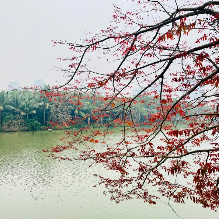 Cho thuê căn hộ Rừng Cọ Văn Giang 83m² - Hướng Vườn Tùng