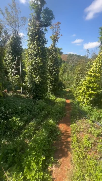 Bán Đất Farm Đắk Nông 12.000m² - Vườn Cà Phê, Tiêu, Sầu Riêng - Giá 2.7 Tỷ