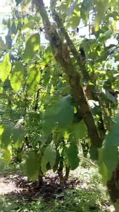 Đất Nền Bảo Lâm 1080m² - Sổ Đỏ Riêng, Ô Tô Tới Tận Nơi