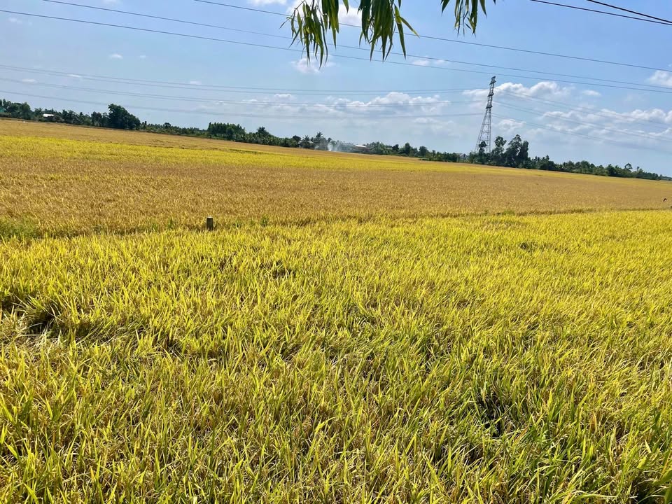 Đất Vườn Tiền Giang 5.217m² - Sổ Hồng Sẵn, View Sông Thoáng Mát