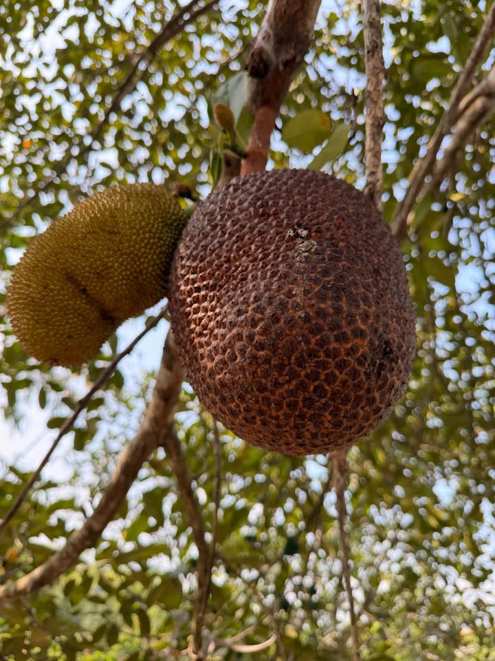 Đất nền Hoành Bồ 80m² - Hơn 400 triệu - Sổ đỏ rõ ràng