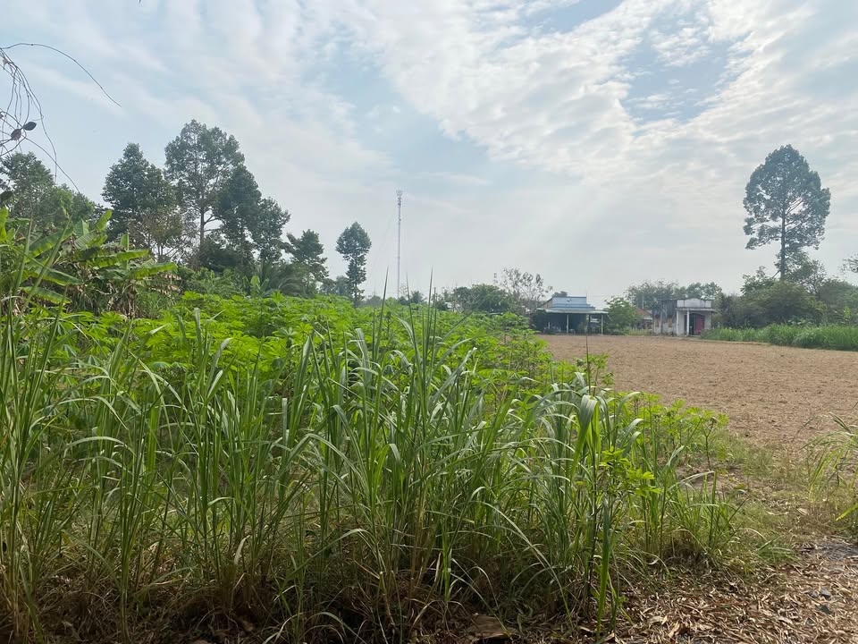 Bán Đất Nền 360m² Sổ Hồng Thổ Cư - Trảng Bàng, Tây Ninh Giá 1.2 Tỷ