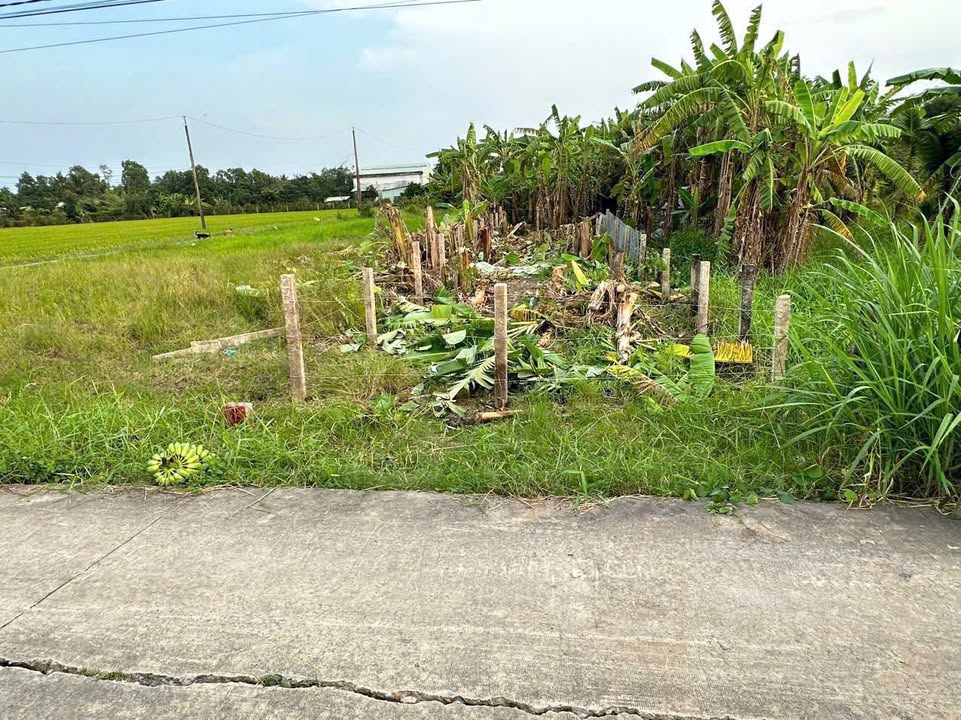 Đất Thổ Cư Tân Trụ Long An 130m² Giá 479 Triệu - Sổ Hồng Sẵn Sàng