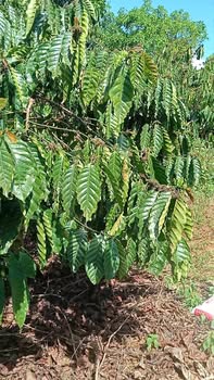 Bán đất Farm 15.000m² Quảng Sơn, Lâm Đồng - Giá 3.2 Tỷ, Sẵn Sổ