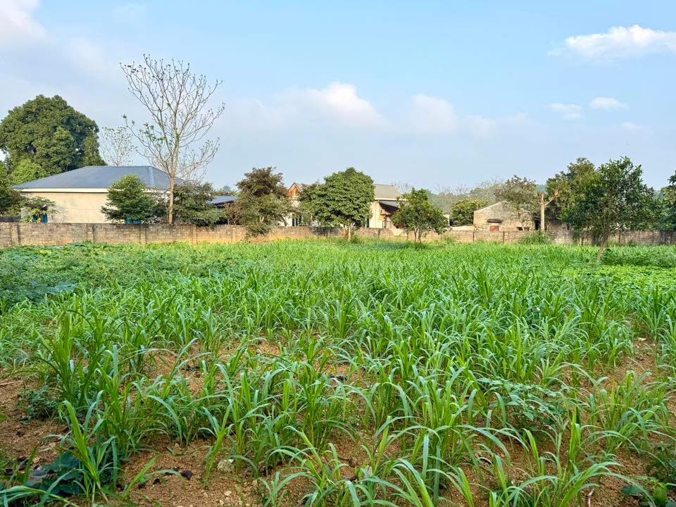 Đất Lô Góc 1130m² Xã Yên Bài, Ba Vì - Sẵn Sàng Phân Lô, Nghỉ Dưỡng