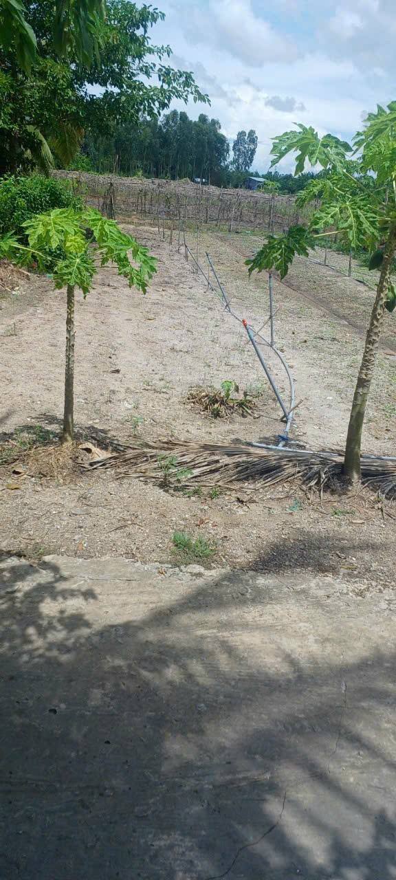 Đất nền An Giang 864m² - 990 Triệu - Sổ đỏ chính chủ, ô tô tới đất