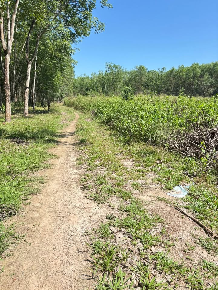 Bán Đất Xuân Thành Đồng Nai 360m² - Đường Ô Tô Tới Đất, Giá 320 Triệu