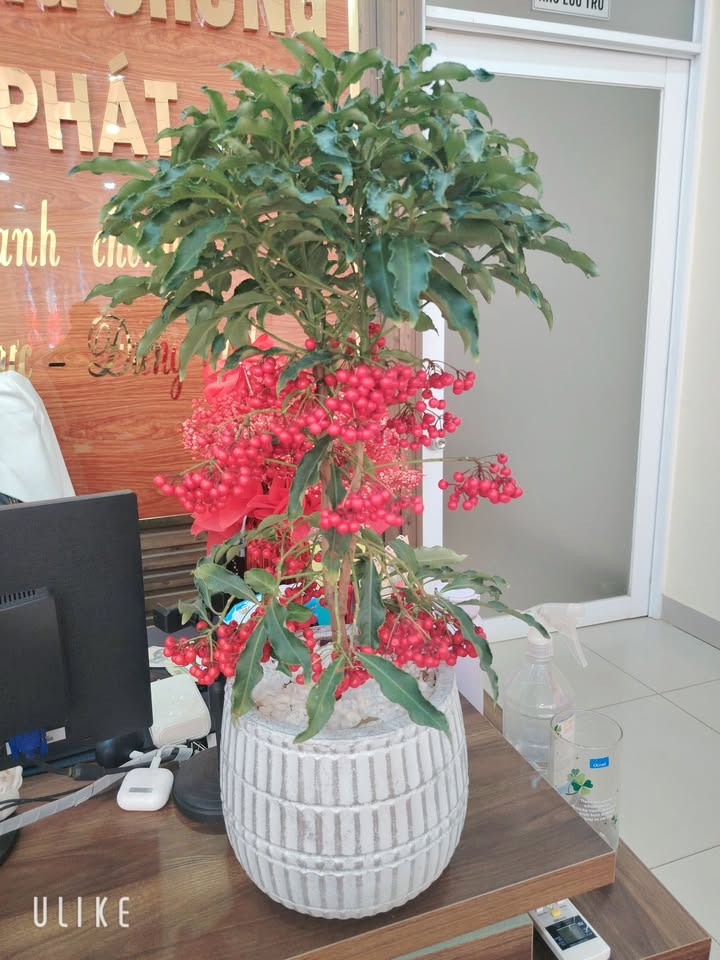 Bán Đất Xuân Lộc 1000m² Giá Tốt - View Núi Chúa Chan Mát Mẻ