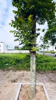 Bán Đất Biệt Thự Góc 352m² Đón Sóng Sông, Đô Thị Kỳ Đồng, Thái Bình