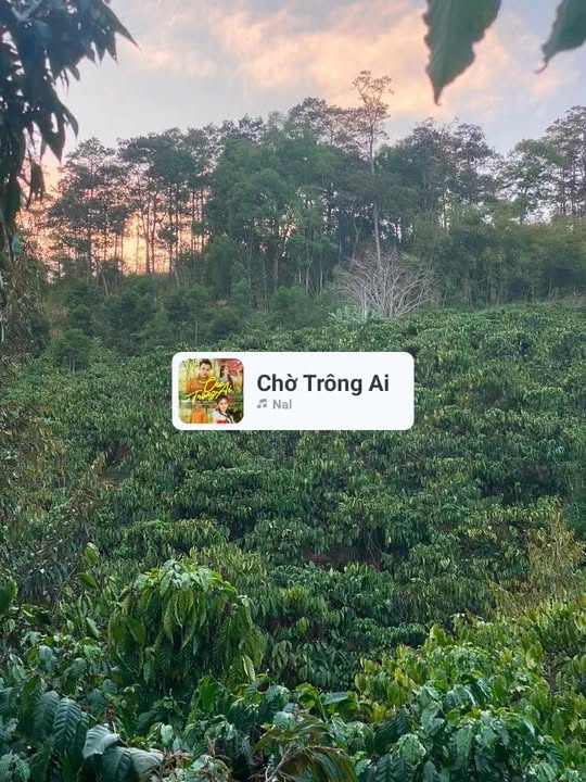 Bán gấp 12000m² Đất Cà Phê Đam Rông, Lâm Đồng - 1.35 Tỷ