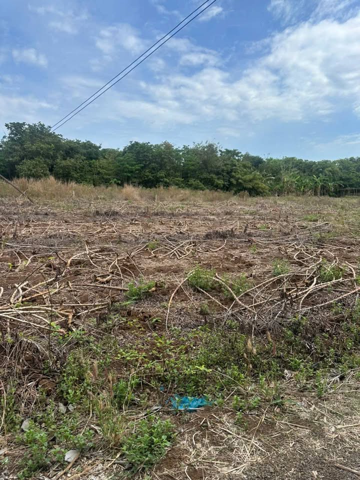 Bán Đất Đồng Phú Bình Phước 396m² - Sổ Đỏ Thổ Cư, Đường Ô Tô