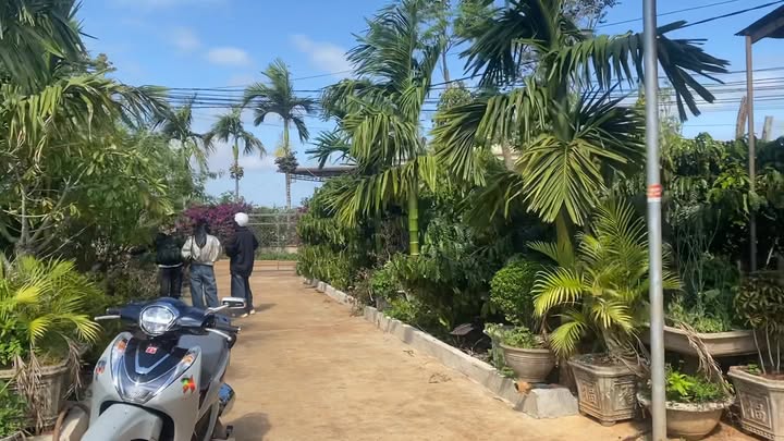 Bán 720m² Đất Trồng Cà Phê Tiêu Tại Đắk Song - Sổ Đỏ Riêng, Mặt Đường Bê Tông