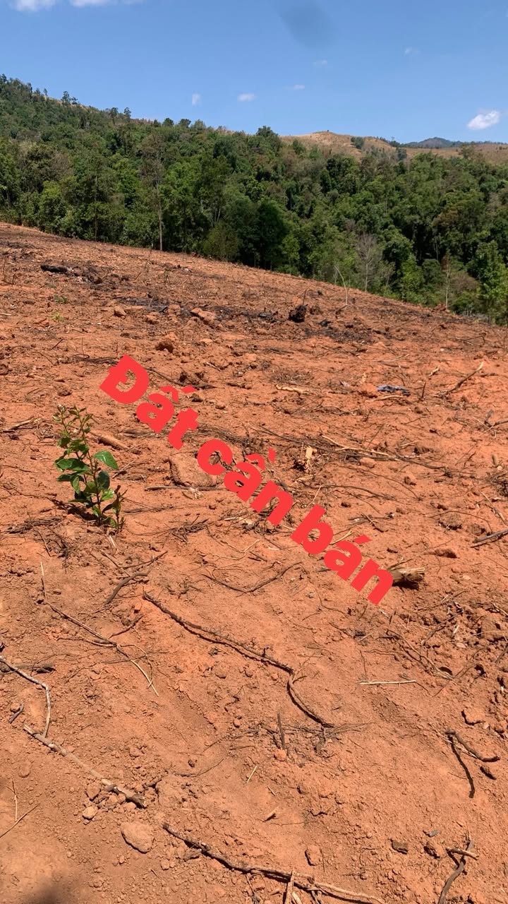 Bán 1ha Đất Nông Nghiệp Đăk Hà, Kon Tum - Sẵn Sàng Trồng Cà Phê