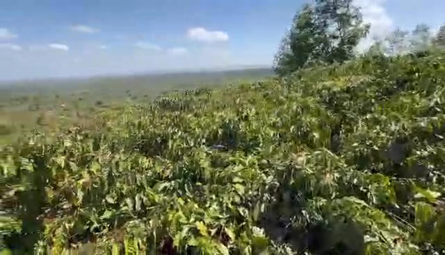 Bán Gấp Farm 1.3ha Đắk Lắk - Hồ Tự Nhiên, Thu 5 Tấn Cà Phê/Năm