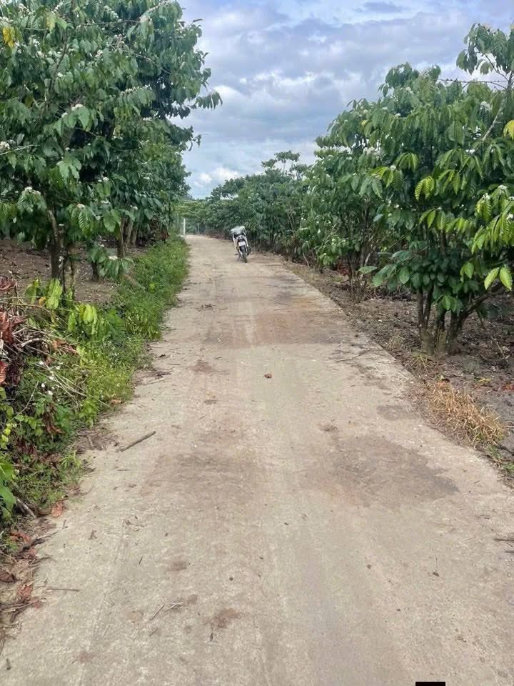 Bán Farm Cà Phê 7200m² Thôn 11 Đa Lại, Lâm Đồng - Giá 1.4 Tỷ