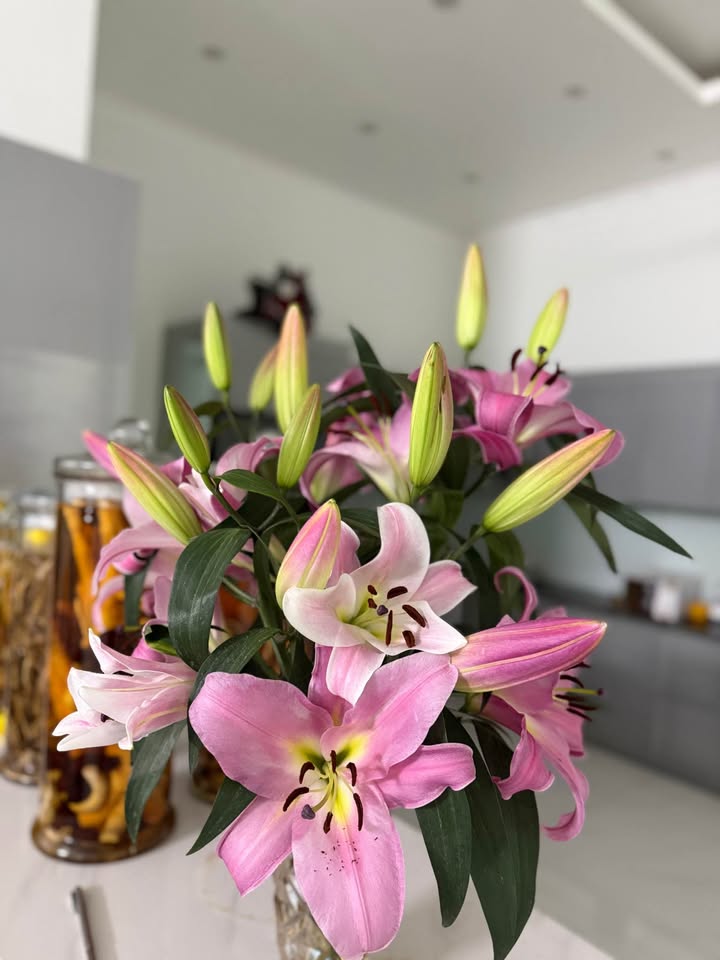 Bán đất Quảng An, Tây Hồ 204m² - Mặt tiền 5.5m, ô tô vào nhà