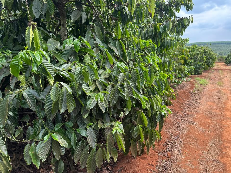 Farm 3.2ha Đăk Đoa, Gia Lai - Nguồn Thu Ổn Định, Giá Đầu Tư 12.48 Tỷ