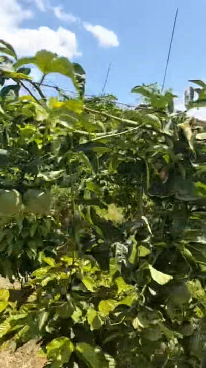 Đất Vườn Gia Lai 3.7ha - Trồng Cafe & Chanh Dây - Giá 6.6 Tỷ