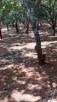 Bán Gấp 1440m² Đất Đỏ Gia Lai - Sát Suối, Sẵn Sổ Đỏ