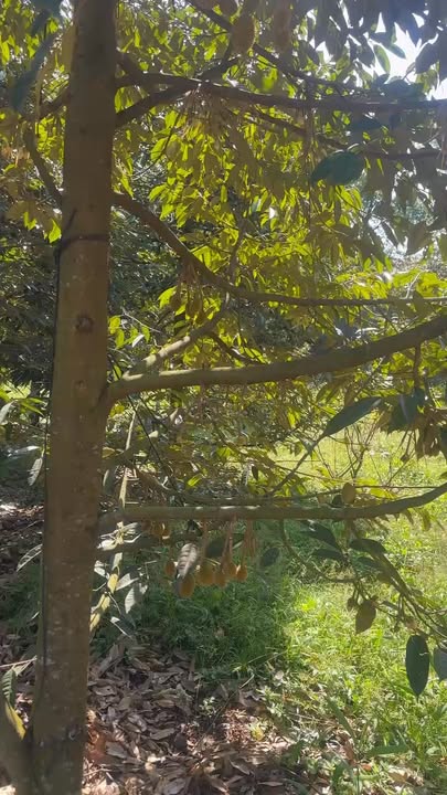 Đất nền Xuân Tân Long Khánh 500m² 1,1 tỷ - Pháp lý rõ ràng