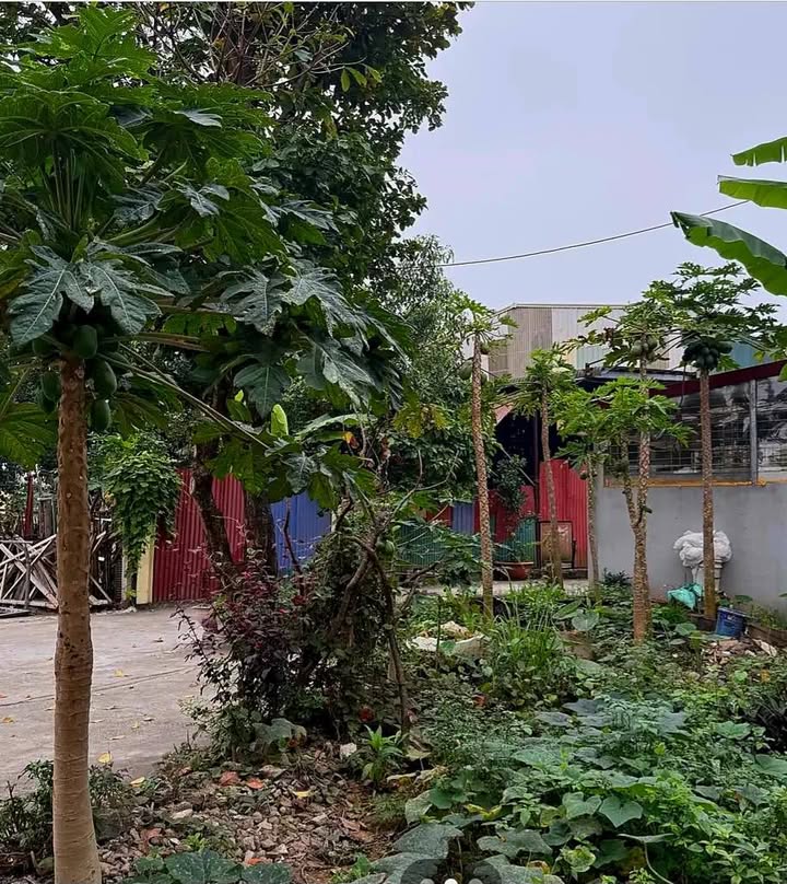 Đất Phường Nam Thành, Hoa Lư - 54m² Sổ Đỏ Sẵn Sàng, Giá Tốt