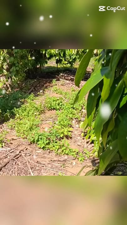 Đất Rẫy 1 Hecta - Nguồn Thu Ổn Định Tại Bảo Lộc, Lâm Đồng - Giá 2.6 Tỷ