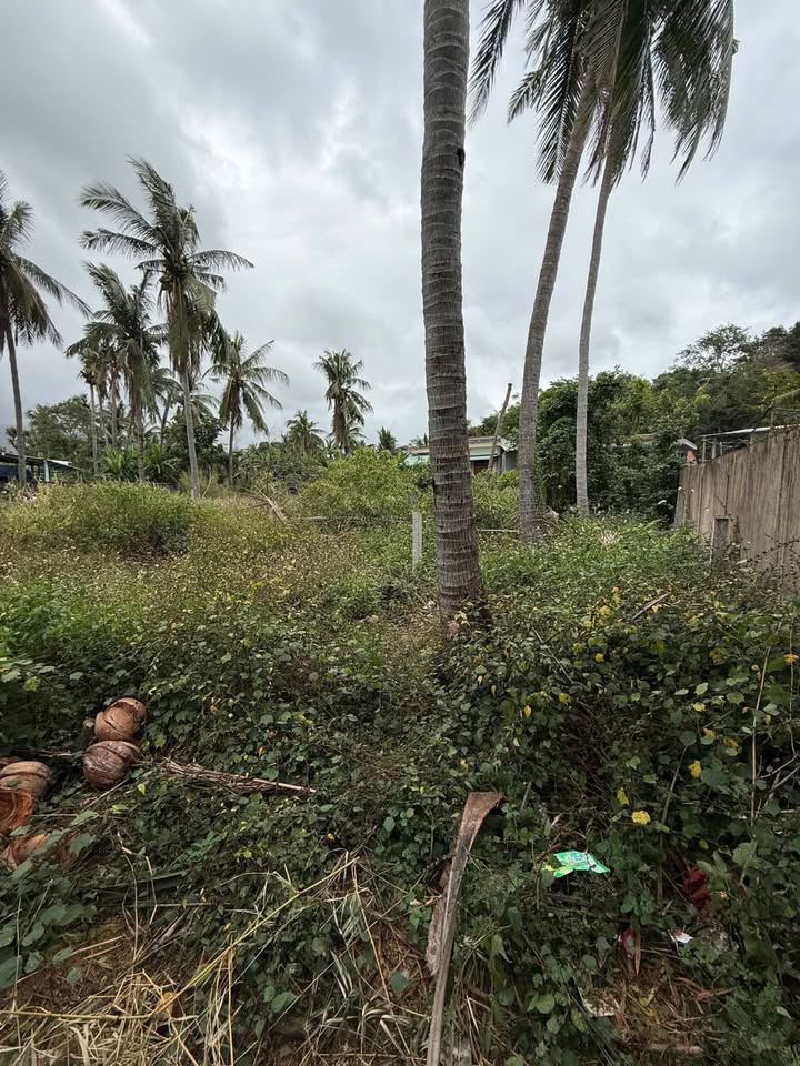 Đất Sổ Đỏ 165m² Xuân Thành, Sông Cầu - Giá Tốt, 2 Mặt Tiền Đầu Tư