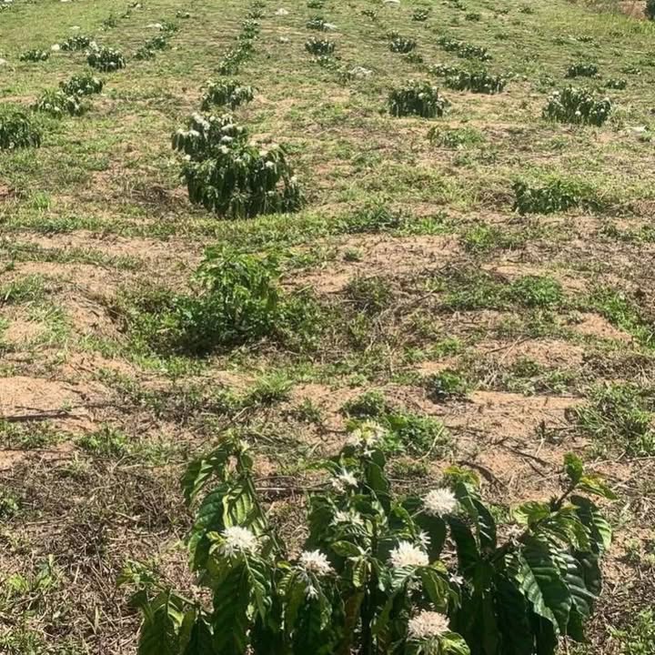 Bán Gấp Đất Vườn 2160m² Lâm Đồng - Sổ Đỏ Sẵn Sàng - Giá Tốt