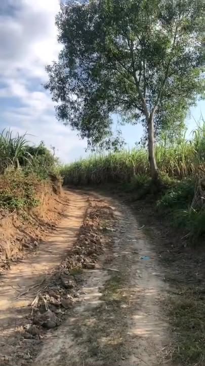 Bán Gấp 15.000m² Đất Trồng Mía Ninh Thượng - Sổ Đỏ Rõ Ràng