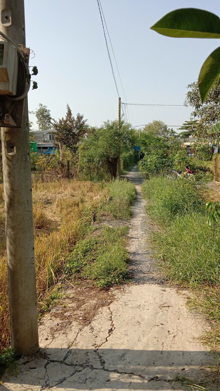 Đất Giáo Dục 2500m² Hưng Long, Bình Chánh - Sổ Riêng, Giá Tốt