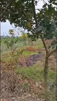 Bán Gấp 2 Nền Đất Vườn 1050m² Tại Cai Lậy, Tiền Giang - Giá Tốt