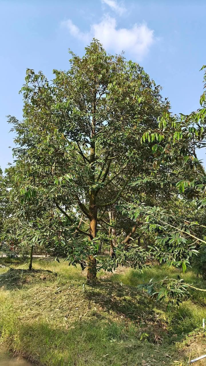 Bán 1.1 Tỷ Đất Vườn Sầu Riêng 3600m² Tại Cai Lậy, Tiền Giang - Sẵn Sàng Khai Thác