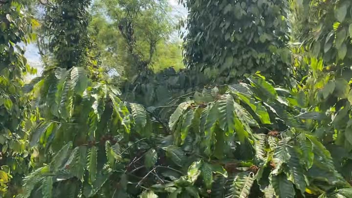 Bán đất Nam Xuân, Đắk Nông 2700m² - Sổ hồng riêng, giá tốt 1.35 tỷ