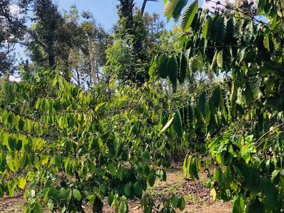 Đất nông nghiệp 7 sào Ea Tiêu, Đắk Lắk - Giá đầu tư 2.34 tỷ