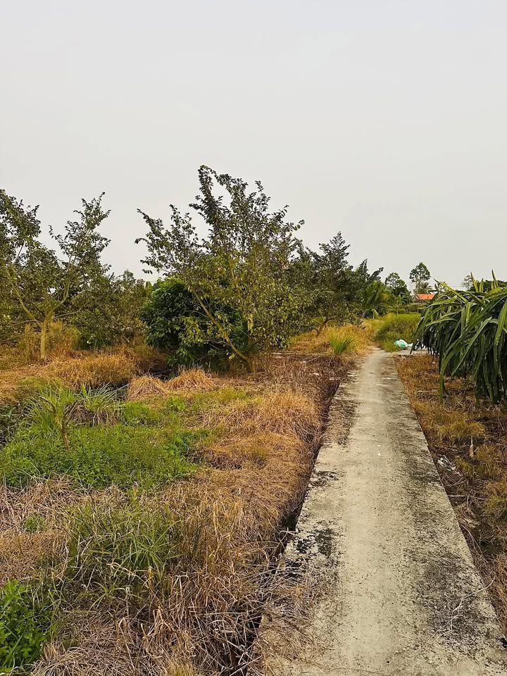 Đất Vườn Long An 2400m² - Giá 696 Triệu - Sổ Hồng Riêng