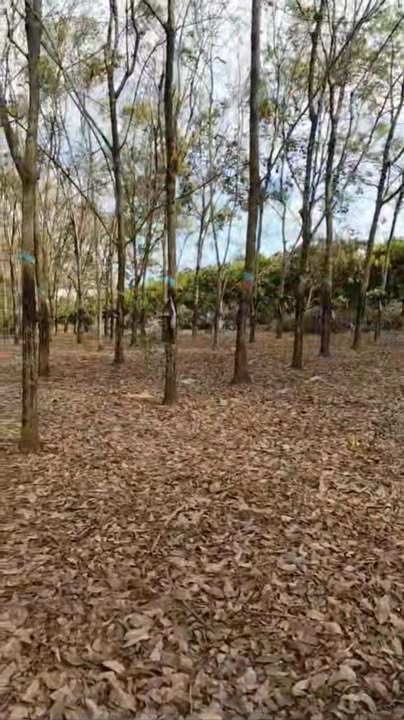 Bán 1.8ha Đất Cao Su Đức Liễu, Bình Phước - Sẵn Suối, Giá 3.6 Tỷ